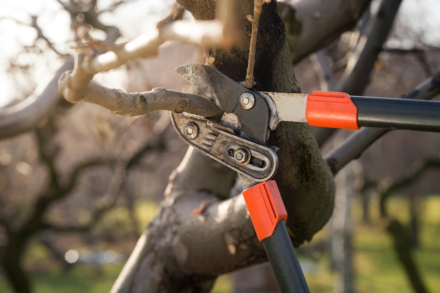 Tree Pruning